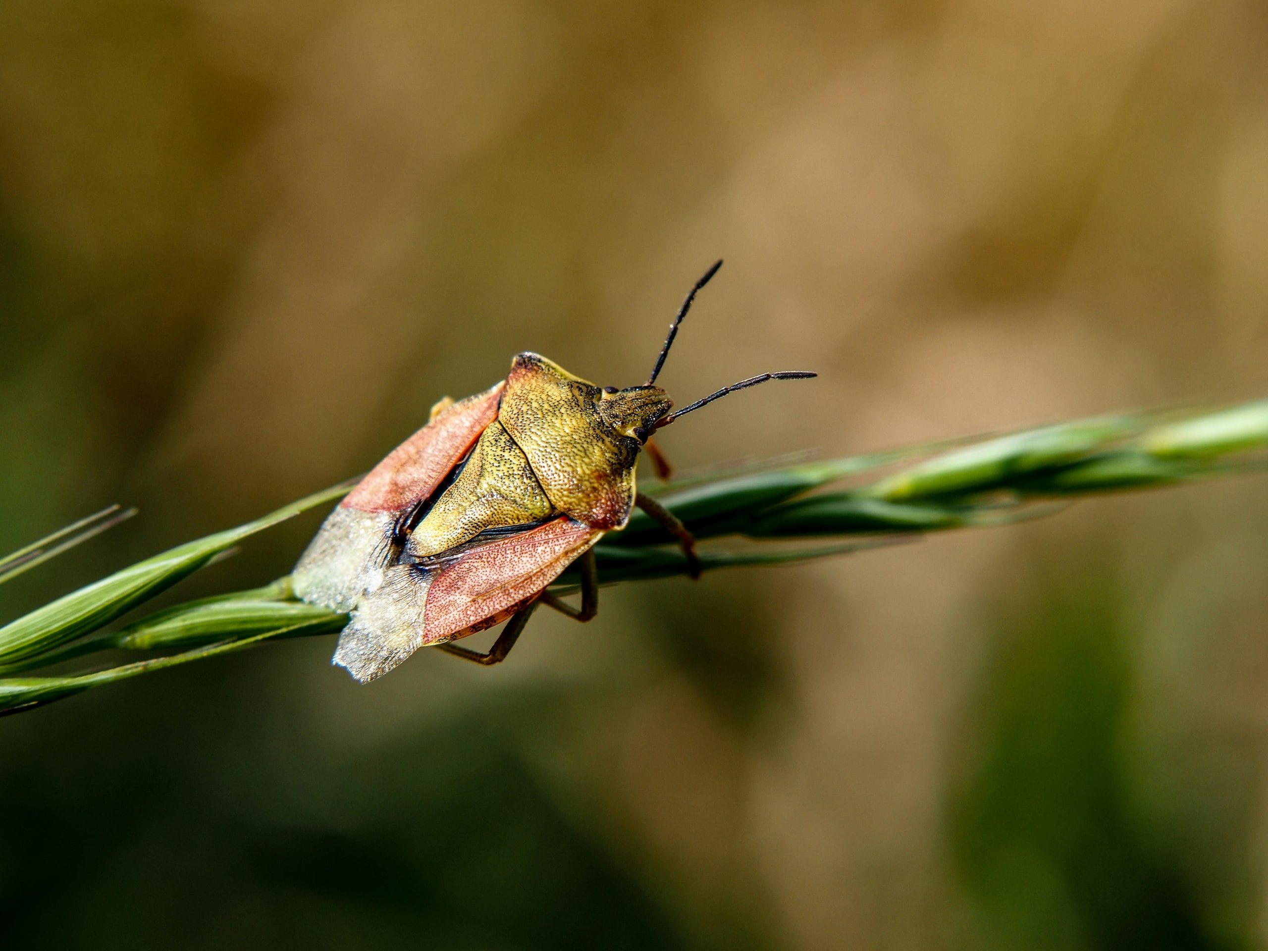 Hello World Featured Image