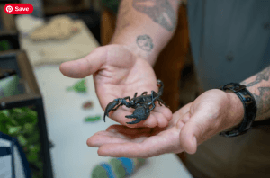 A wildlife educator presents a scorpion during a science event at the Staten Island Museum