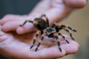 Image shows a wildlife educator presenting a tarantula. The tarantula is black with orange stripes on its legs and is very fuzzy.