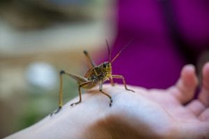 A wildlife educator presents a colorful grasshopper at a science event. The grasshopper measures about 4 inches long with tan and yellow head and limbs and red towards the back of his wings.